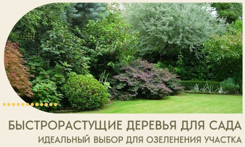 Быстрорастущие деревья для сада идеальный выбор в Балахне