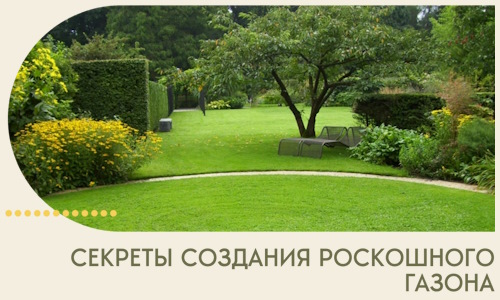 Секреты создания роскошного газона в Балахне